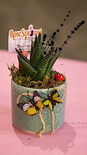 Yeşil seramik saksıda zebra sukulent (10cm yükselik-13 cm çap)