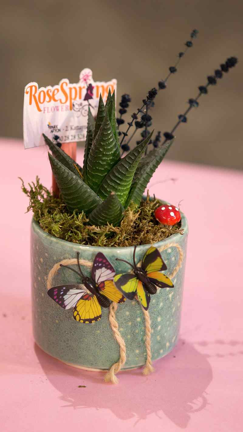 Yeşil seramik saksıda zebra sukulent (10cm yükselik-13 cm çap)