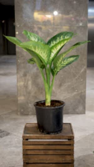 Difenbahya çiçeği (70cm-100cm)