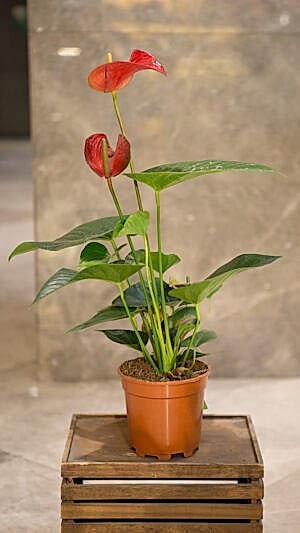 Flamingo çiçeği (Antoryum) büyük boy